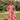 Veni Infantino 992761 Hot Pink/Ivory
