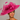 Ascot Style 3 Lipstick