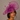 Ascot Style 38 Magenta