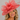 Ascot Style 51 Coral