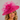 Ascot Style 54 Fuchsia