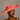 Ascot Style 7 Coral