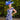 Couture Club 1GC1 Royal / Ivory - Mother of the Bride Dress | Sean Rayment Manchester