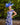 Couture Club 1GC1 Royal / Ivory - Mother of the Bride Dress | Sean Rayment Manchester