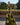 Marfil 9JH4 Yellow/Black - Mother of the Bride A-line Dress | Sean Rayment Manchester
