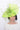Snoxell Gwyther Hat 688 - Lime, suitable for weddings and special occasions