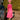 Veni Infantino 992131B Punch - Mother of the Bride A-line Dress | Sean Rayment Manchester