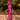 Veni Infantino 992206 Magenta - Mother of the Bride Dress | Sean Rayment Manchester