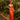Veni Infantino 992264A Orange - Mother of the Bride Dress | Sean Rayment Manchester