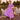 Veni Infantino 992266 Magenta/Ivory - Mother of the Bride A-line Dress | Sean Rayment Manchester