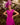 Veni Infantino 992319 Magenta - Mother of the Bride Dress | Sean Rayment Manchester