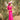 Veni Infantino 992727 Party Pink - Mother of the Bride Dress | Sean Rayment Manchester