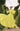 Veni Infantino 992770 Lime - Mother of the Bride A-line Dress | Sean Rayment Manchester