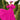 Veni Infantino 992770 Magenta - Mother of the Bride A-line Dress | Sean Rayment Manchester