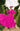 Veni Infantino 992770 Magenta - Mother of the Bride A-line Dress | Sean Rayment Manchester