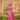 Veni Infantino 992773 Flora Wild Rose - Mother of the Bride A-line Dress | Sean Rayment Manchester