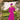 Veni Infantino 992777 Magenta - Mother of the Bride A-line Dress | Sean Rayment Manchester